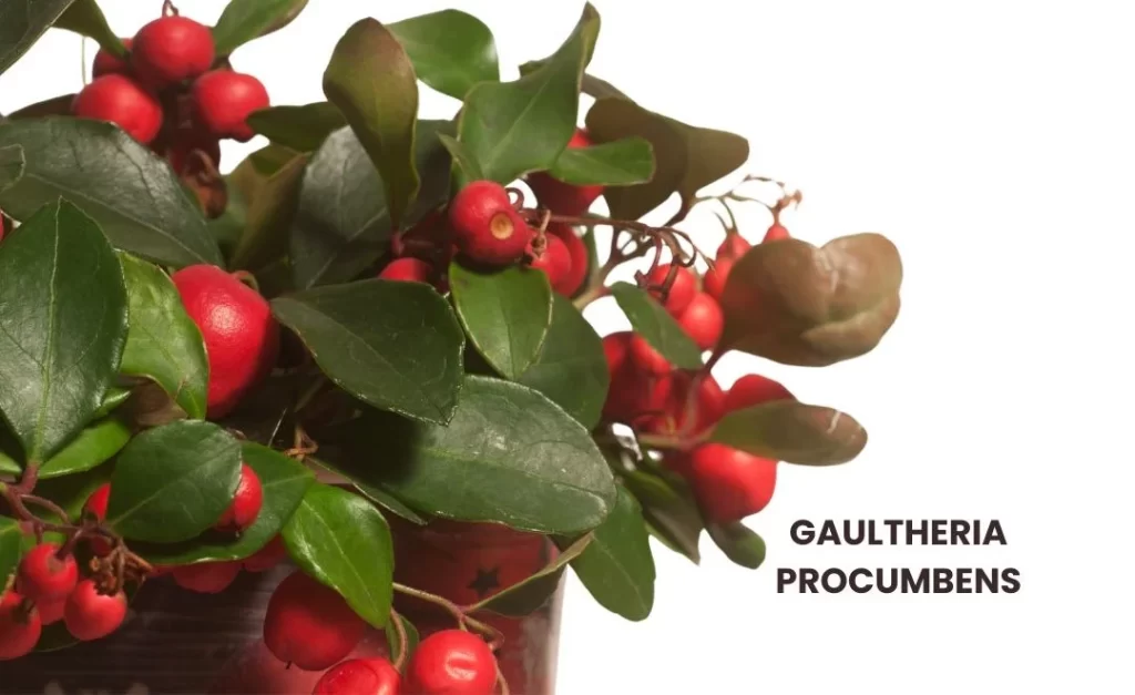 GAULTHERIA PROCUMBENS