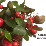 GAULTHERIA PROCUMBENS