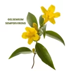 GELSEMIUM SEMPERVIRENS