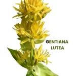 GENTIANA LUTEA