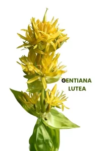 GENTIANA LUTEA