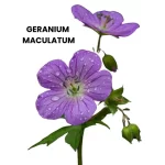 GERANIUM MACULATUM