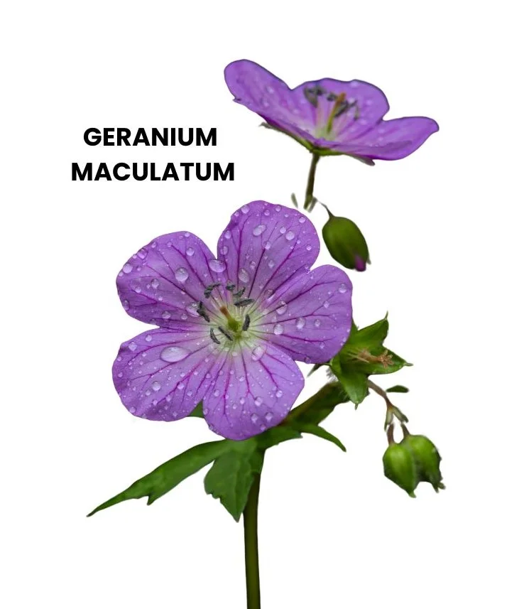 GERANIUM MACULATUM