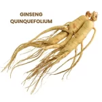 GINSENG QUINQUEFOLIUM