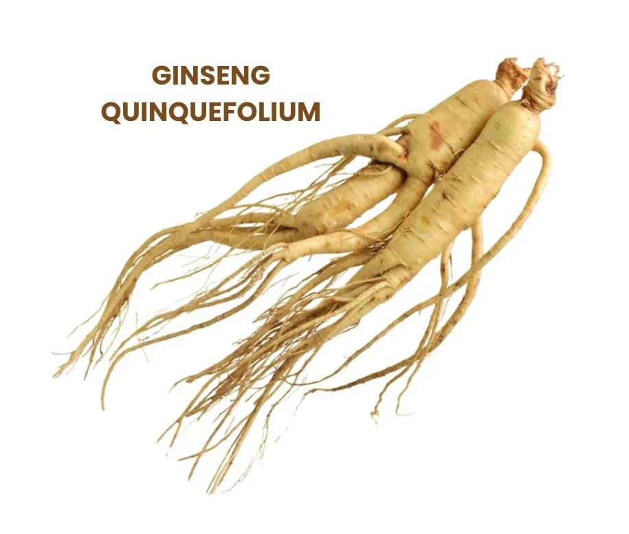 GINSENG QUINQUEFOLIUM