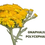 GNAPHALIUM POLYCEPHALUM