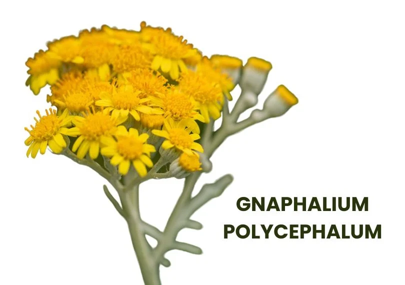 GNAPHALIUM POLYCEPHALUM