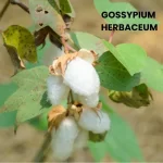 GOSSYPIUM HERBACEUM