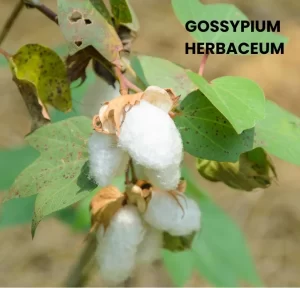 GOSSYPIUM HERBACEUM