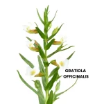 GRATIOLA OFFICINALIS