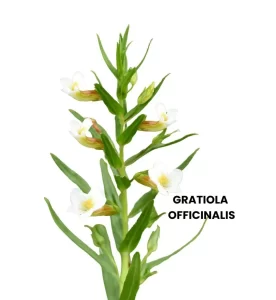 GRATIOLA OFFICINALIS