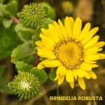 GRINDELIA ROBUSTA