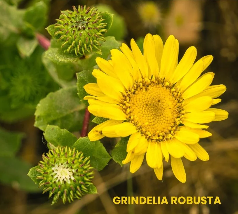 GRINDELIA ROBUSTA