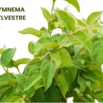 GYMNEMA SYLVESTRE