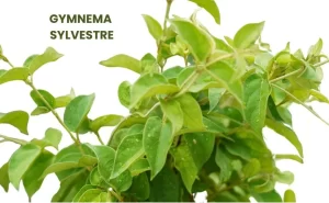 GYMNEMA SYLVESTRE