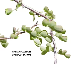 HAEMATOXYLON CAMPECHIANUM