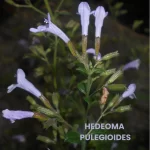 HEDEOMA PULEGIOIDES