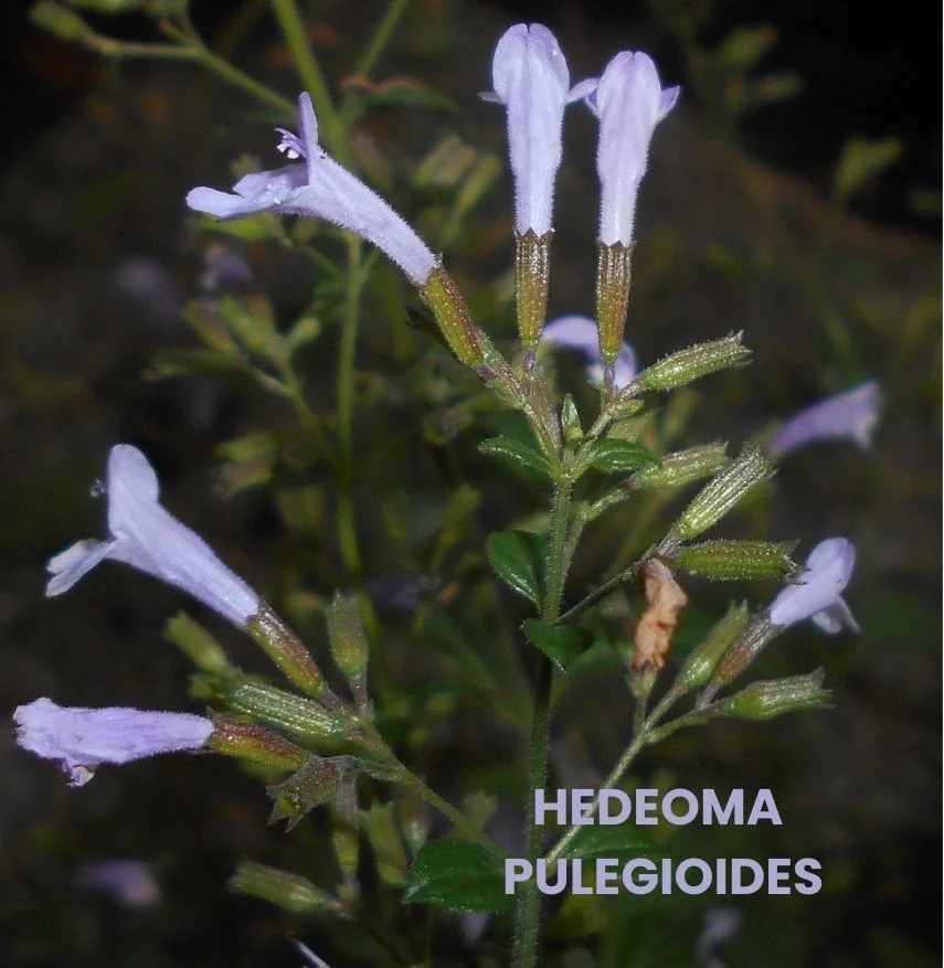 HEDEOMA PULEGIOIDES - Medicosage