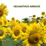 HELIANTHUS ANNUUS