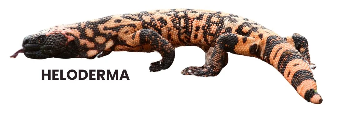 Heloderma Treatment HELODERMA | H