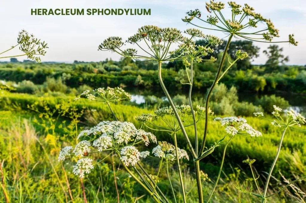 HERACLEUM SPHONDYLIUM