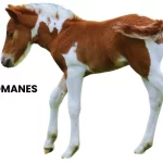 HIPPOMANES