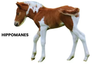 HIPPOMANES