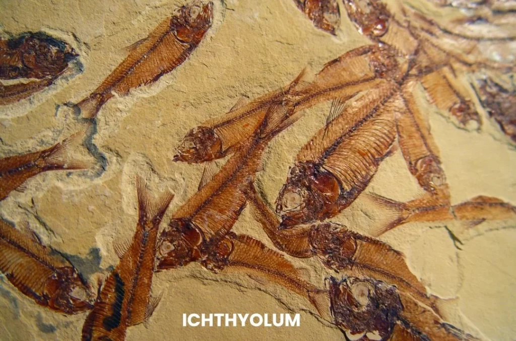 ICHTHYOLUM