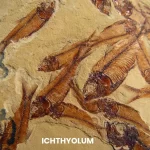 ICHTHYOLUM