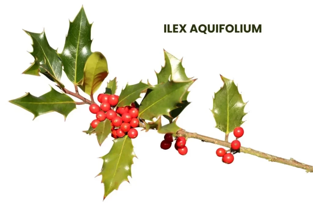 ILEX AQUIFOLIUM