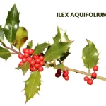 ILEX AQUIFOLIUM