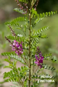 INDIGO TINCTORIA