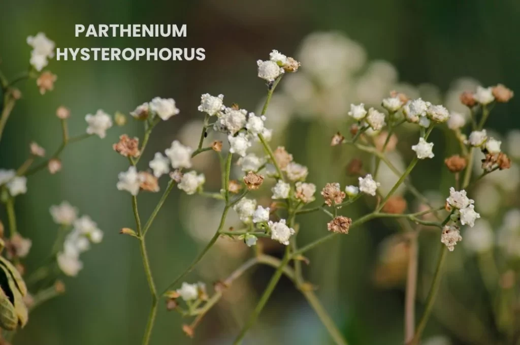 PARTHENIUM HYSTEROPHORUS