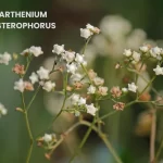 PARTHENIUM HYSTEROPHORUS