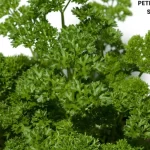 PETROSELINUM SATIVUM