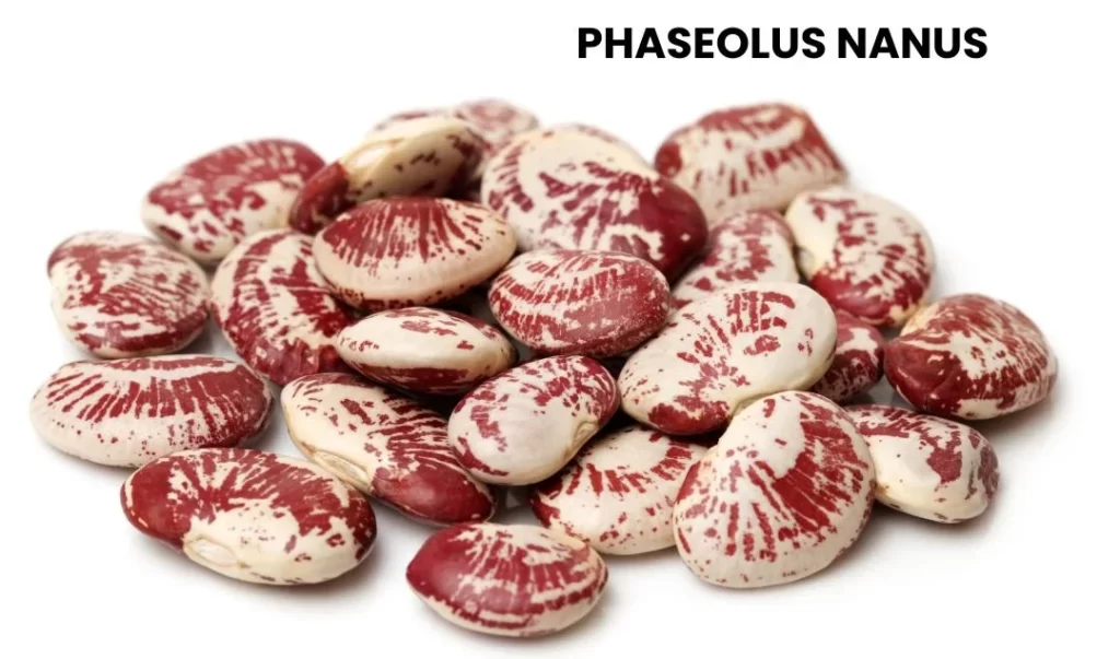 PHASEOLUS NANUS