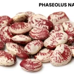 PHASEOLUS NANUS