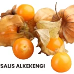 PHYSALIS ALKEKENGI