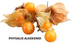 PHYSALIS ALKEKENGI