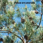 PINUS SYLVESTRIS