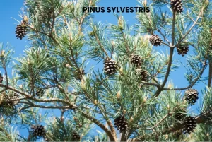 PINUS SYLVESTRIS