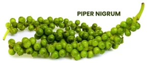 PIPER NIGRUM