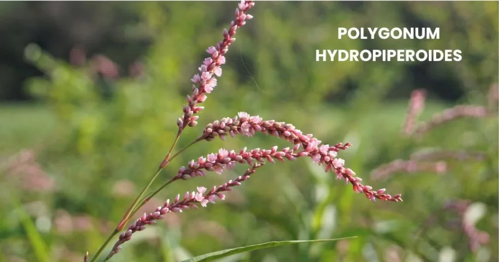 POLYGONUM HYDROPIPEROIDES