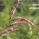 POLYGONUM HYDROPIPEROIDES