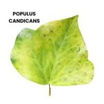 POPULUS CANDICANS