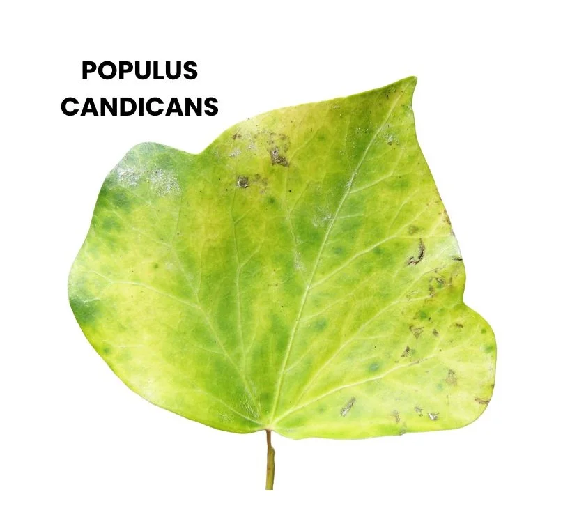 POPULUS CANDICANS