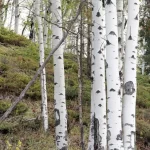 POPULUS TREMULOIDES