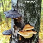 POPYPORUS PINICOLA