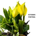 POTHOS FOETIDA