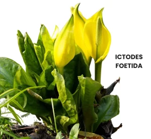 POTHOS FOETIDA